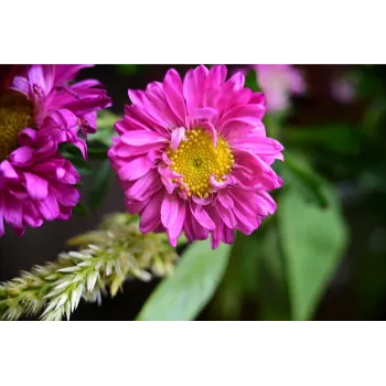 Pink Gerbera Daisy Plant